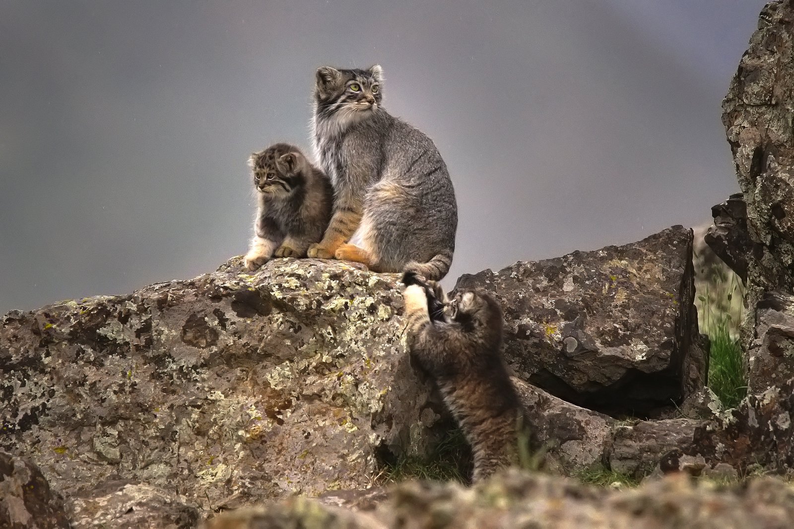 Кот манул домашний