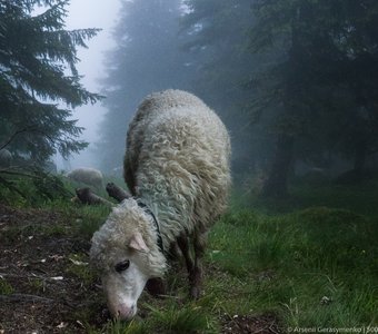 Овца в тумане