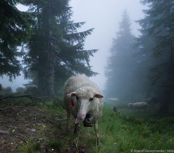 Карпатская овца показывает язык в тумане