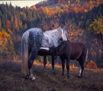 Карпаты осенью и лошадь с жеребенком