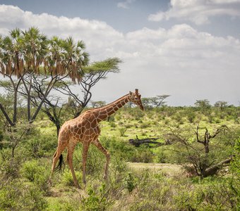 Одинокий жираф