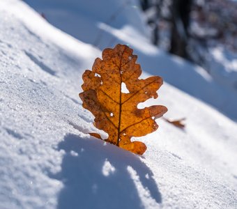 Дубовый лист на снегу