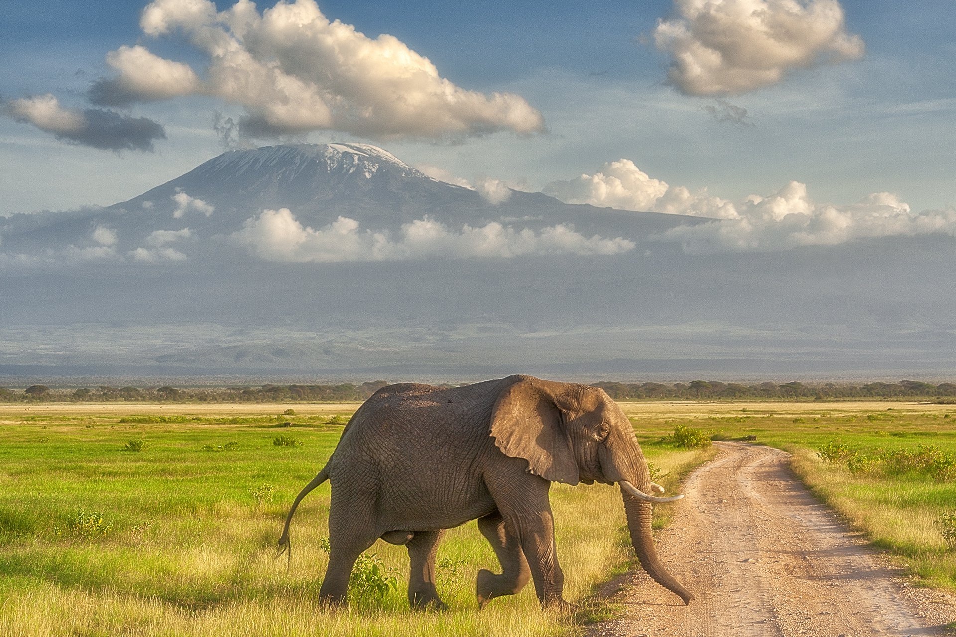 Килиманджаро и слон