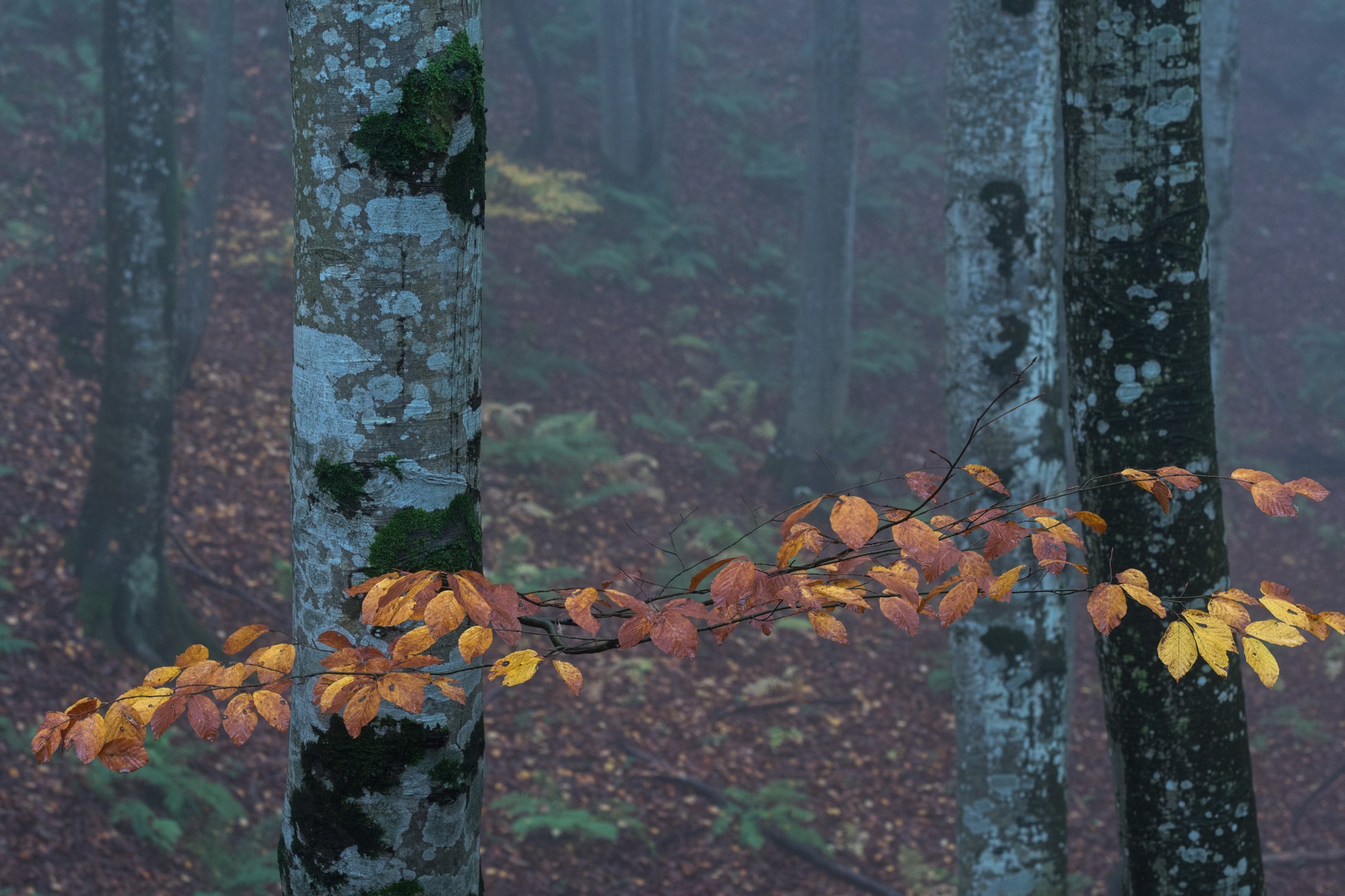 Осень в буковом лесу