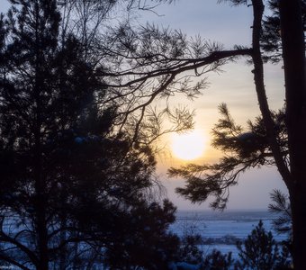 Силуэты сосен на фоне зимнего заката