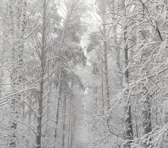 Высокие деревья в снегу, белоснежная аллея