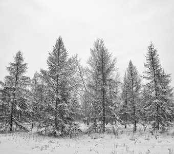 Как молитвы, застывшие ели...