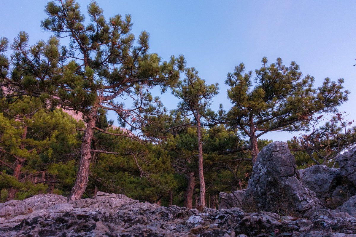 Сосна крымская. Сосна Палласа Крымская. Сосна Крымская (Палласа) Pinus pallasiana. Сосна Палласа Ялта. Сосна Крымская (Pinus pallasiana d.don.).