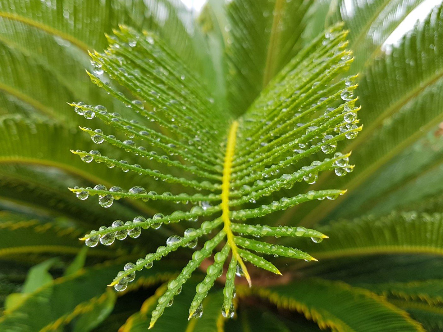 После дождя