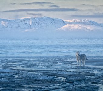 Страж Севера.