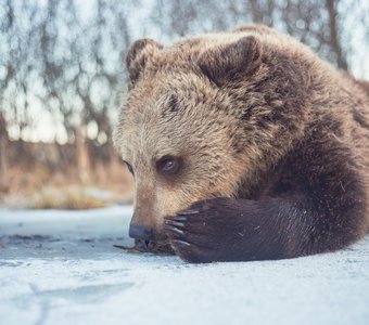 Бурый медведь на первом льду
