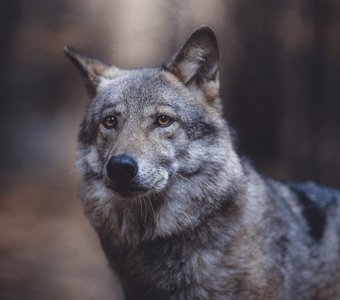 Портрет волка