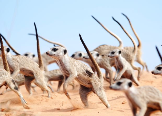 Фото: Robert Sutcliffe, Kalahari Meerkat Project