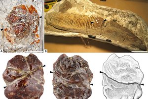 Необычная находка: череп динозавра, инкрустированный янтарем