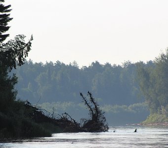 Утро на реке Печора