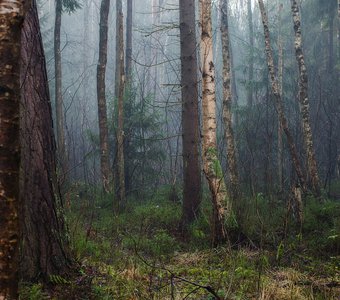 Зимний Калининградский лес