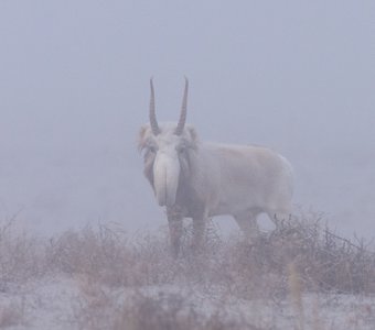 Сайгак в тумане