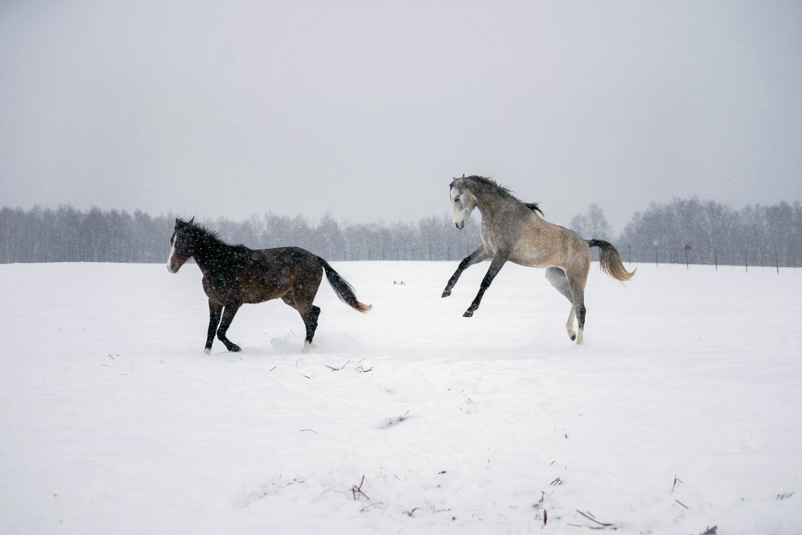Зимние лошади