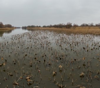 Зимний сон лотоса