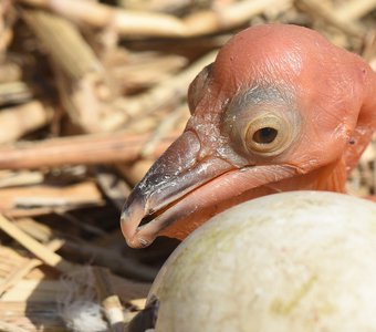 Малыш пеликан