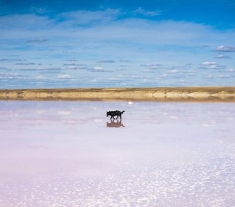 The dog at the manganese lake.