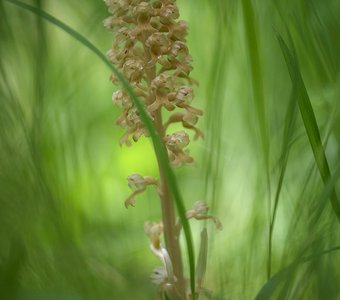 Орхидея гнездовка настоящая (лат. Neottia nidus-avis).