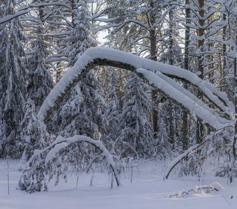 Зимний пейзаж после снегопада