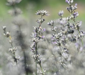 Лаванда