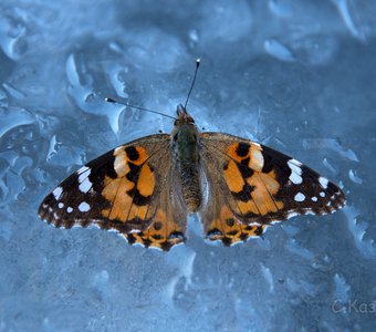 Бабочка, вмерзшая в зимний Ак-Кем