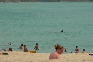 Что делать при нападении акулы: советы экспертов