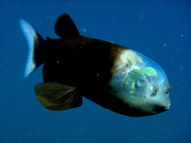Фото: Monterey Bay Aquarium Research Institute