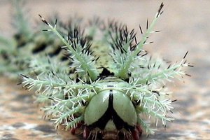 Как выглядит самая опасная гусеница на планете