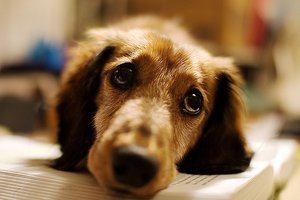 Закон против собак: как живется владельцам собак в Иране