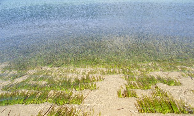 Фото: Mark Burgess/Wikipedia