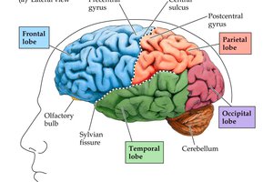 Как менялись наши представления о работе мозга: видео
