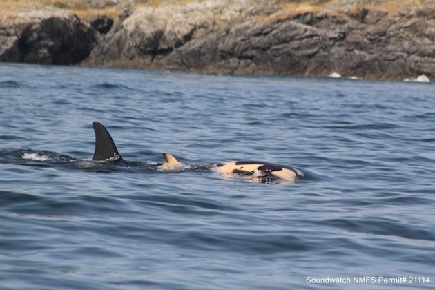 Фото: Taylor Shedd, Soundwatch / Taken under NMFS permit 21114 / seattletimes.com