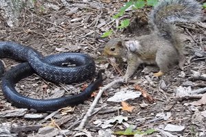 Храбрая белка защищает детеныша от змеи: видео