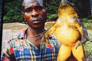 Голиаф – самая большая лягушка на планете