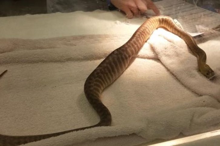 Фото: Adelaide University.