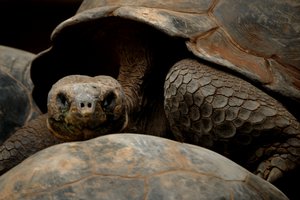 Пес-супервратарь и другие рекорды Книги Гиннесса