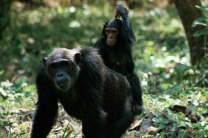 Шимпанзе способны вести многолетние войны