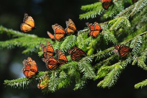 Бабочки-монархи летают по компасу