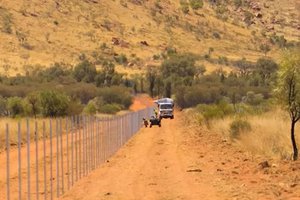 В Австралии так боятся кошек, что построили 200-километровый забор