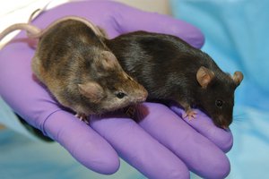 Лабораторные мыши отказываются заниматься сексом с дикими