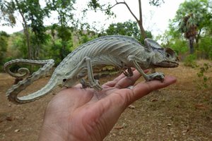 Как живой: попавший в беду хамелеон превратился в мумию