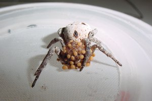 Почему паучата съедают своих матерей?