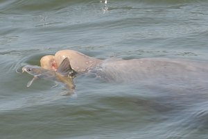 Дельфины готовят рыбу по семейному рецепту