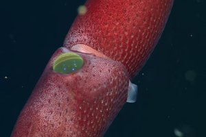 Почему земляничные кальмары «страдают» косоглазием?