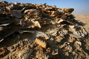 Какие существа на планете вымерли первыми