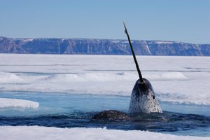 Зачем нарвалу рог?